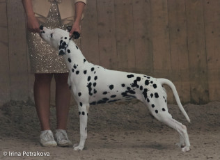 Junior Class Mediolanum Estrella Roja