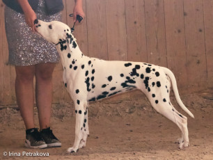Junior Class Mediolanum Estrella Roja