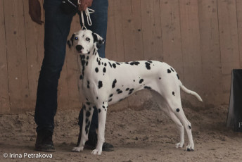 Junior Class Wanda Wita v.d. Montforter Ebene