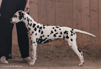 Junior Class – Olwen v. Roten Herzfleck