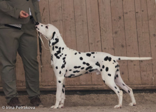 Junior class – Castellum Collis DalmaNi Jaspis Joel