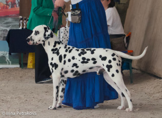 Intermedia class – United by Othello du Verger des Beaurepaires