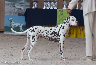 Intermedia class – Applecreek Ben Nevis The Majestic