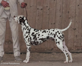 Intermedia class – Applecreek Ben Nevis The Majestic