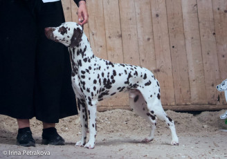 Champion Class -Andi Garcia La Vella Coccinella