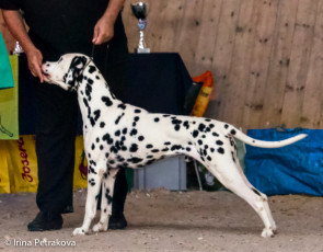 Champion Class – Gloriandus Ulysse Nardin