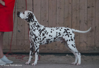 Champion Class – Namara’s In For A Shock