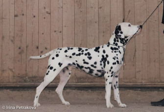 Champion Class – Gloriandus Ulysse Nardin