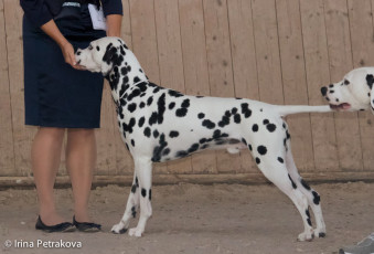 Champion Class – Lilomac’s Croatian Ban