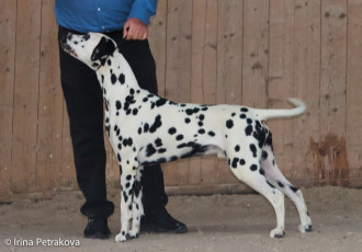 Champion Class – Gatfulls King