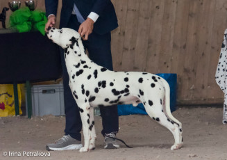 Champion Class – Lucky You Di Ca’ Gilardoni