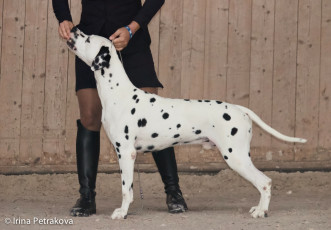 Champion Class – Chicago iz Terletskoy Dubravy