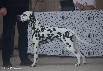 Open Class – Popular Piccolo Vom Teutoburger Wald