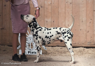 Open Class – De Portolagoa Jack Napier