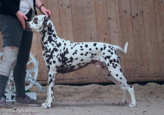 Open Class - Sweet Points Cest la vie