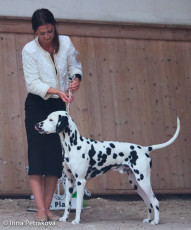 Open Class – Falco Alamar Bohemia