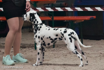 Open Class – My Excellence of Black And White Ada