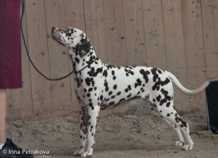 Open Class – Felisha Cherrytas at Tatranska Labka