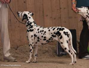 Open Class – Applecreek Alraune The Enchanting