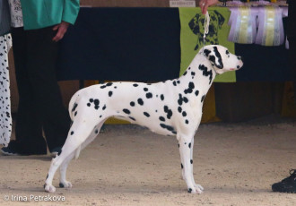 Intermedia class – Fala Ti Od Pjegave Sanjaske