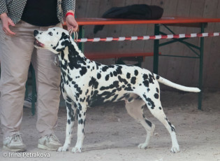 Champion Class – Amat Victoria Curam Veniamin