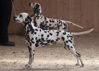 Champion Class – Carmen od Lesa Hrabi