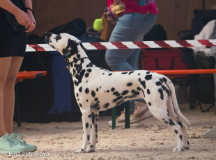 Open Class – My Excellence of Black And White Ada