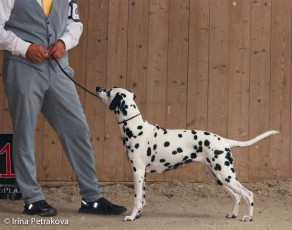 Bahira-Tarja from the stains with heart